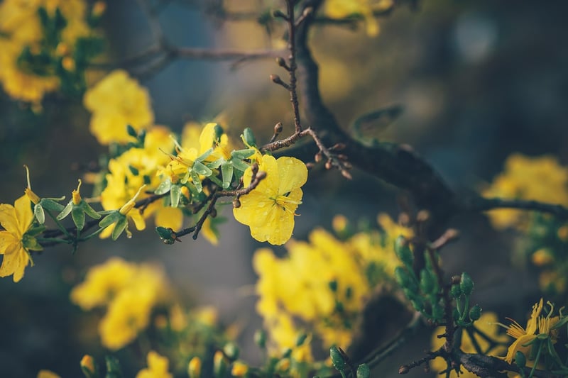 Floral Fantasy